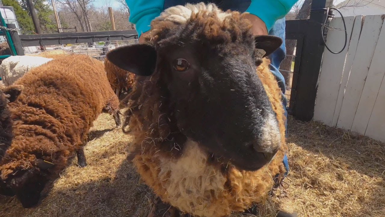 Лечение конъюнктивита у овец и коз