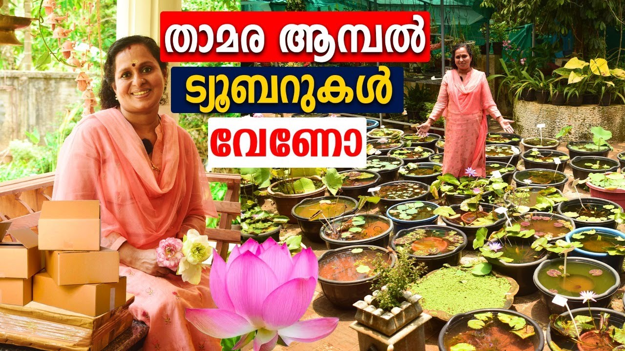 200 Varieties LOTUS WATER LILLY FARMING IN KERALA | TUBERS AVAILABLE | ALL INDIA DELIVERY #താമരകൃഷി