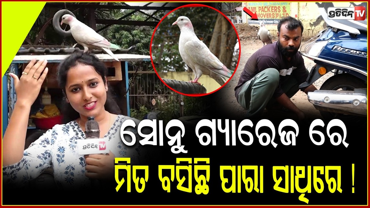 ସୋନୁ ଗ୍ୟାରେଜ ରେ, ମିତ ବସିଛି ପାରା ସାଥିରେ ! human pigeon rare friendship at Sonu garage Rasulgarh.