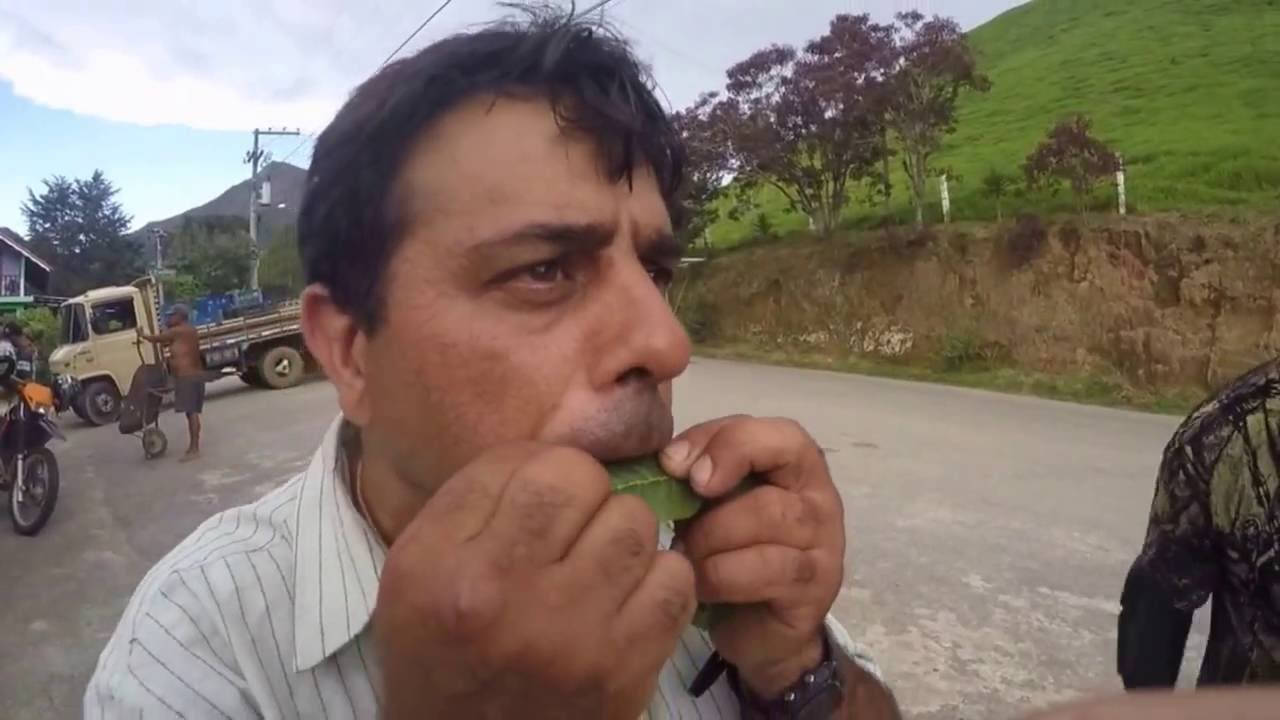 Almir tocando folha de goiabeira - Floresta Mendes, Salinas - Nova Friburgo/RJ
