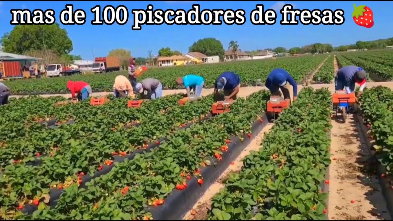 LOS MEJORES COSECHADORES DE FRESA EN El ESTADO DE FLORIDA
