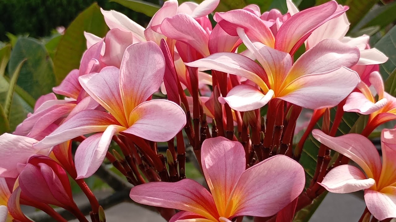 flower place 