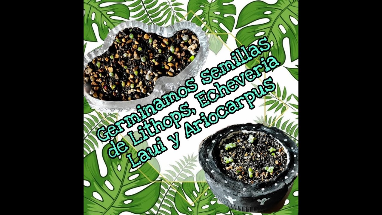 Germinamos semillas de Lithops, Echeveria Laui y Ariocarpus | Les contamos el paso a paso