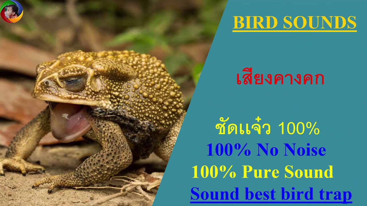119 เสียงคางคก  toad ชัดเเจ๋ว 100%