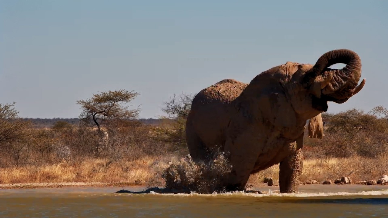 Huge Elephant Bull Escapes the Namibian Heat!