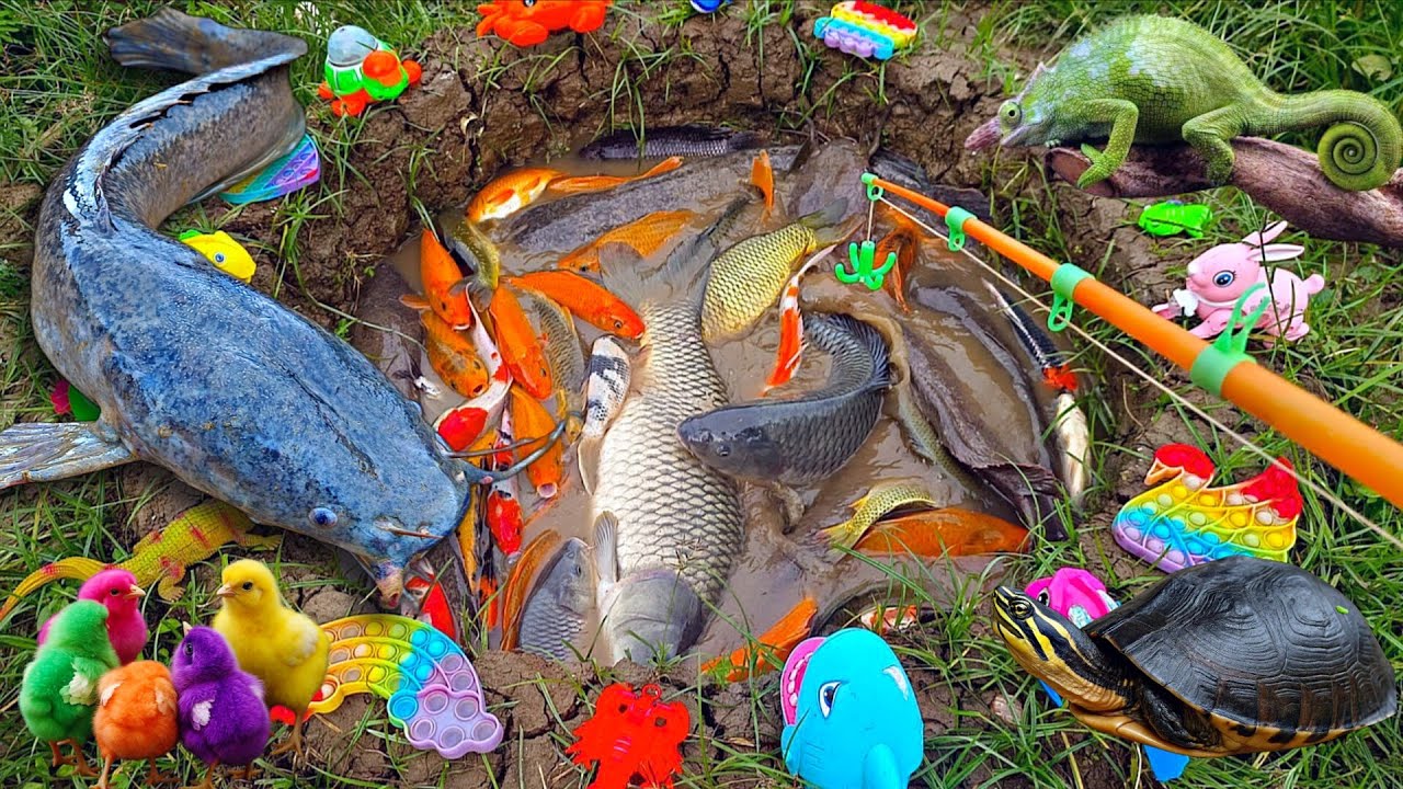 Mancing ikan hias di kolam, ikan lele besar, ikan koi, ikan cupang, ikan mas, kura kura, ayam, bebek
