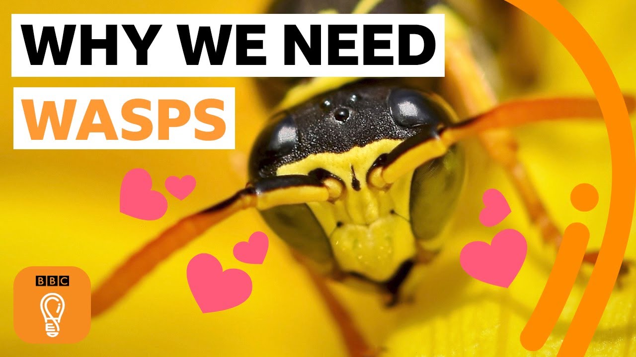Why wasps are just as wonderful as bees | BBC Ideas