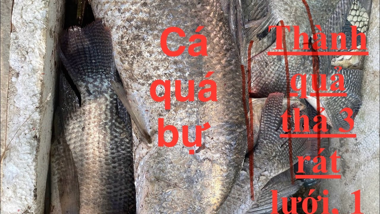 Cá Bự tung rách lưới quay hết luôn, có cách này mới lụm được em nó 