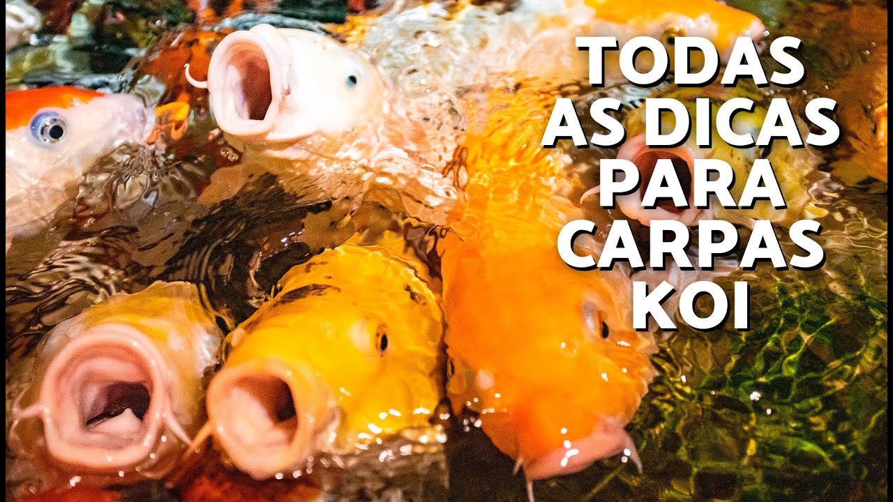 Alimentação e CUIDADOS com CARPA KOI 🐟🎏 (Guia completo e DICAS das CARPAS KOI: Cyprinus carpio koi!)