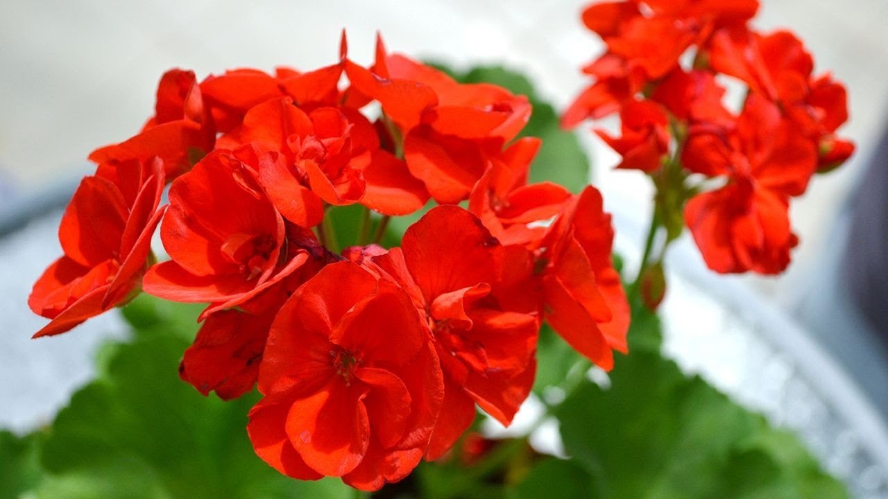 Geranio hiedra naranja (gitanilla) los mejores tips y cuidados que nadie t los cuenta @caterinvlogs