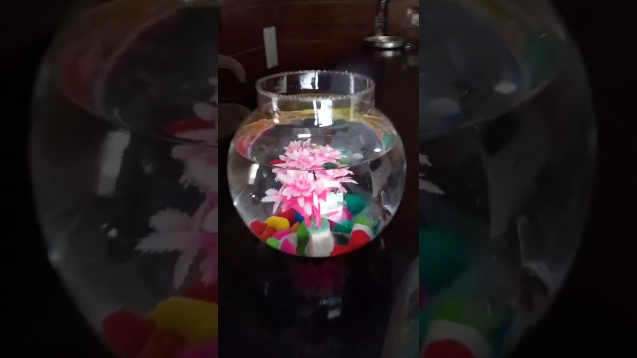 Beautyfill fish# matka# fish #short vedio
