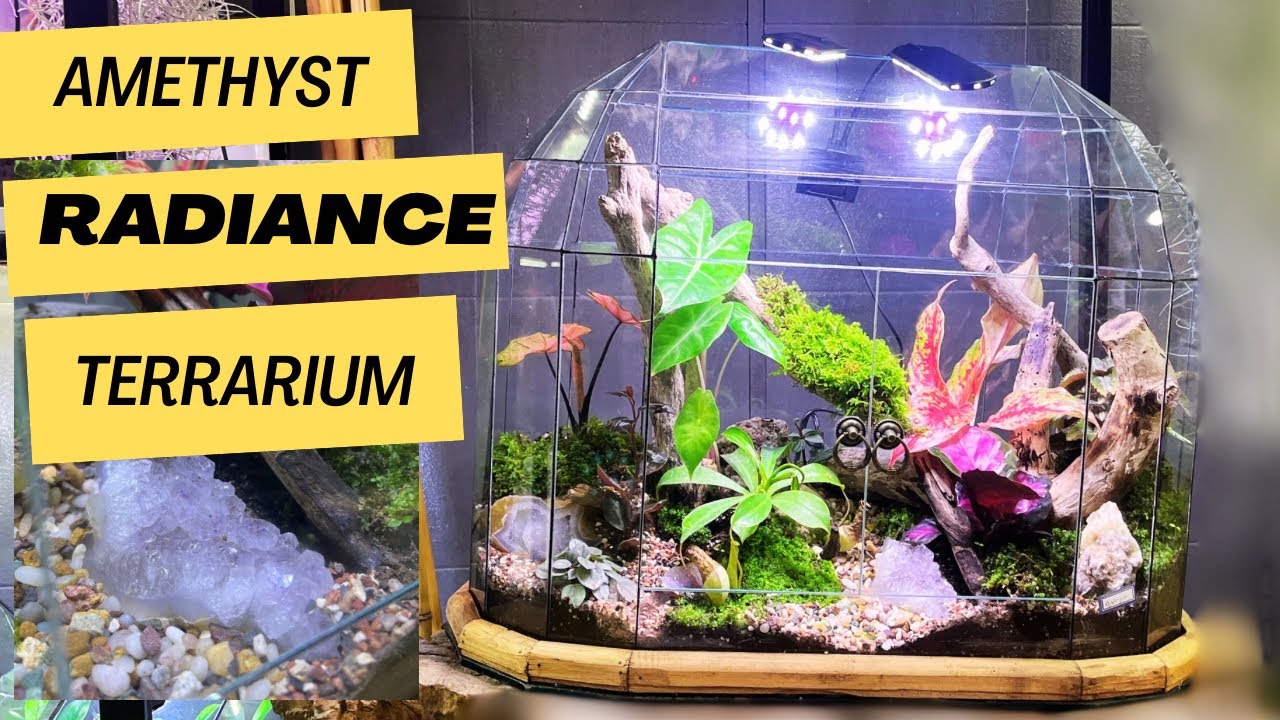 Amethyst Radiance: how to make terrarium with colorful plant and Gemstone Garden