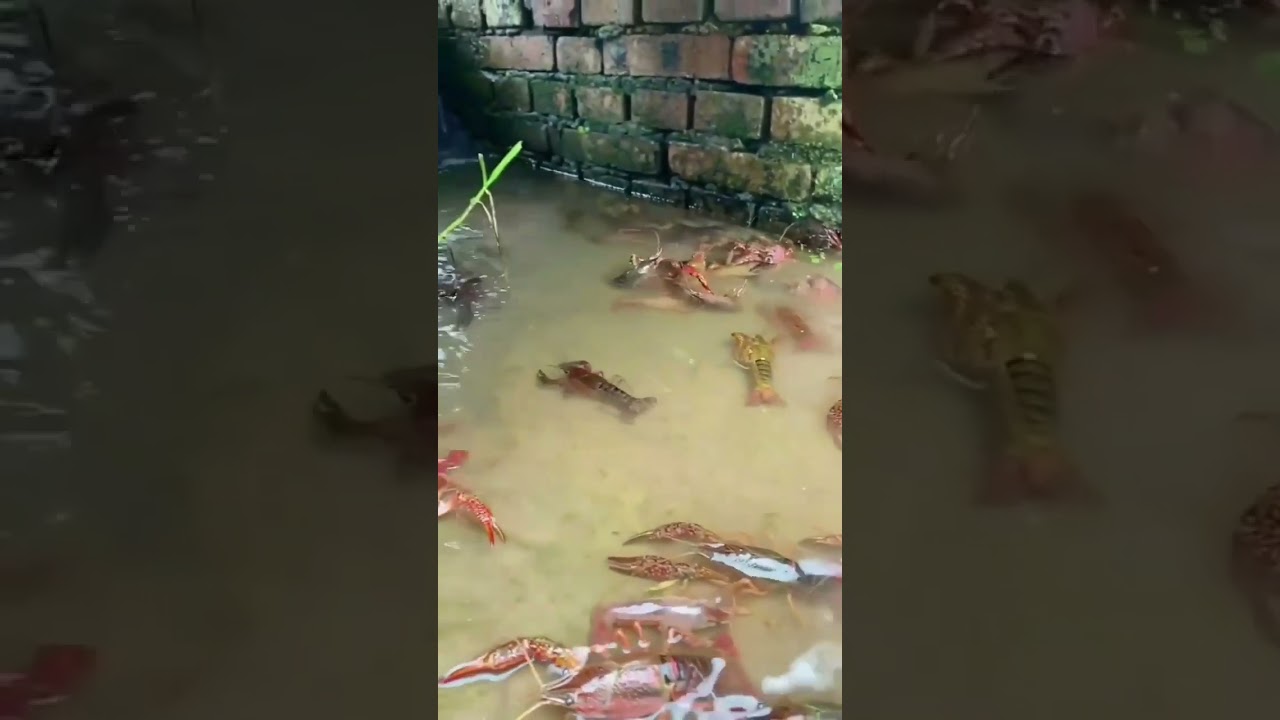 Freshwater Crayfish Farm 