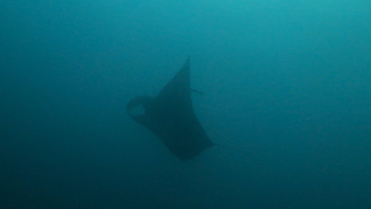 Buceo Islas Murci&eacute;lagos, Costa Rica - Scuba diving Bat Islands, Costa Rica