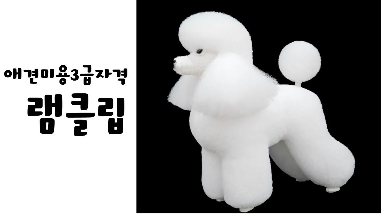 애견미용사 3급자격증 램클립1편 후구 수원쿨펫애견미용학원 lambclip