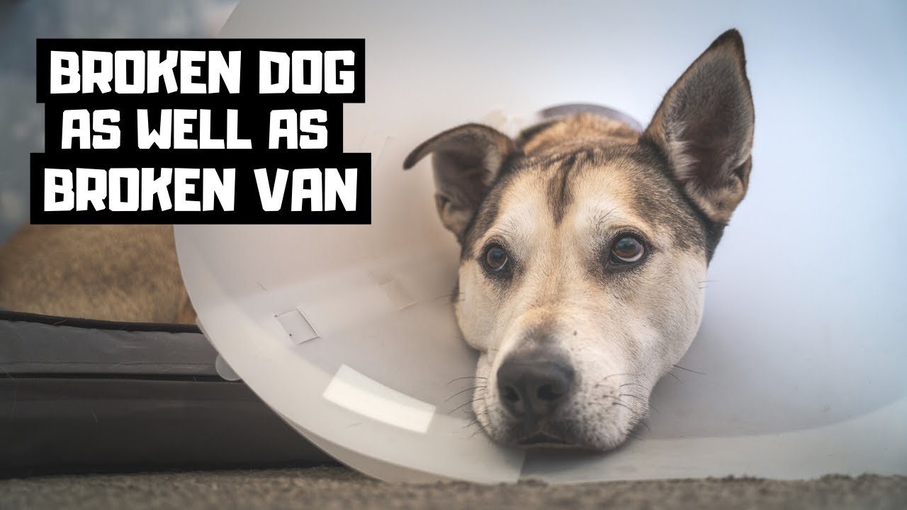 DOG HAS CRUCIATE LIGAMENT SURGERY... adventure travel dog needed operation!