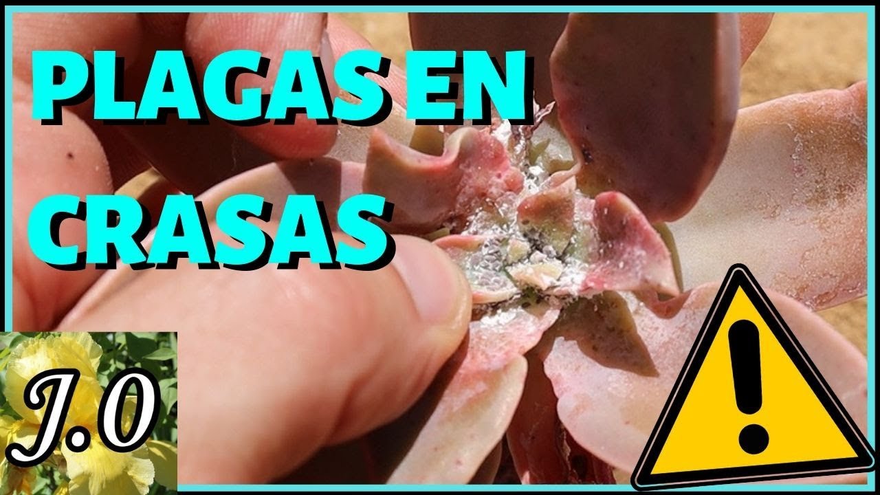 ❌ Cómo detectar y eliminar la cochinilla algodonosa de tu jardín [en 5 PASOS] con Jabón potásico 🌵