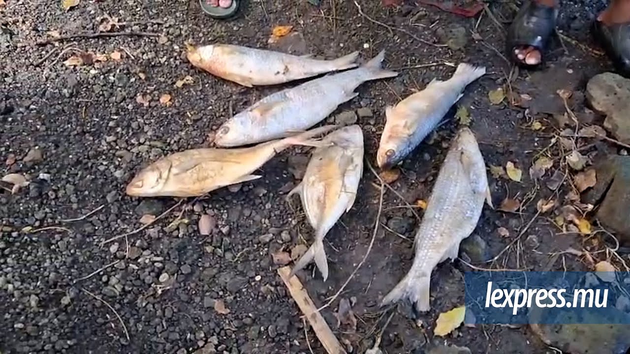 À la rivière Hardy, Île d’Ambre : des poissons morts inquiètent des pêcheurs