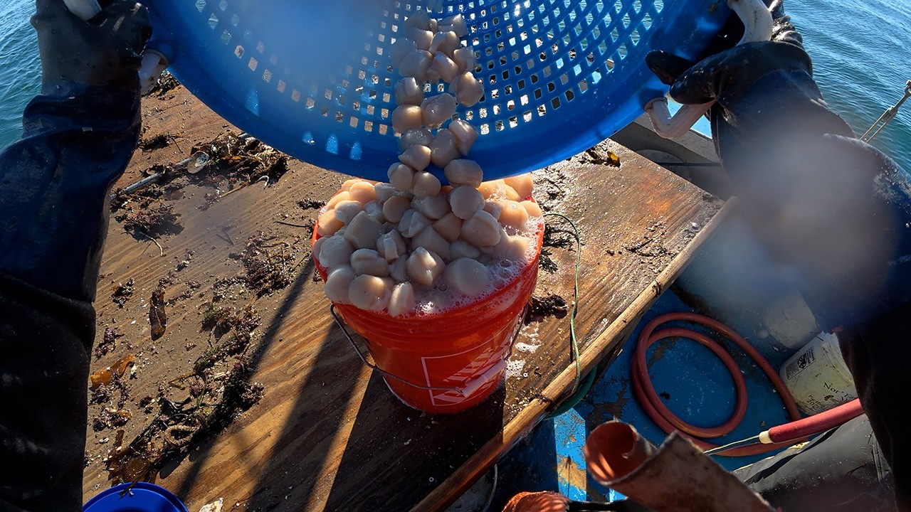 Is this secret spot worth it? Scallop dragging in Maine