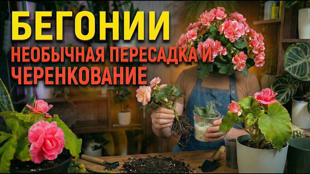 Бегонии без посева: жёсткое черенкование и необычная пересадка