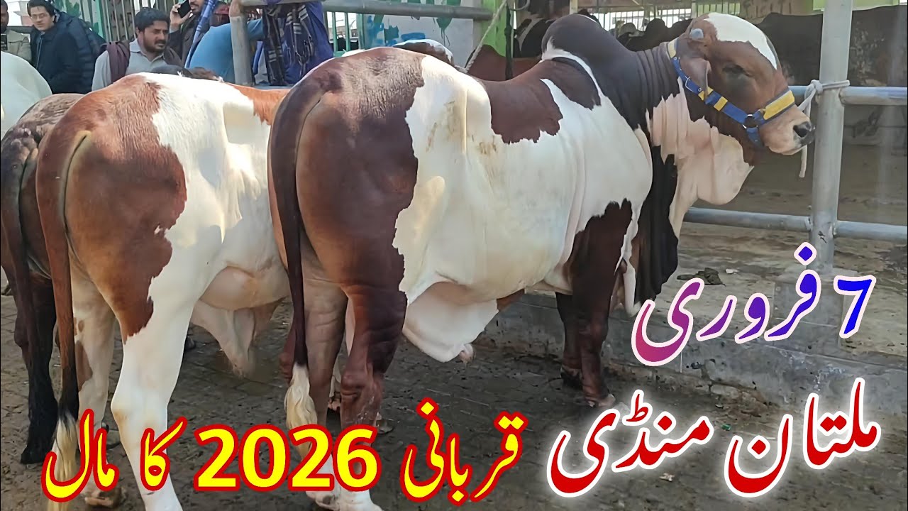 💥 Qurbani 2026 Ki Tayari | Multan Cow Mandi Ke Sab Se Pyare Aur Heavy Janwar 🐂🔥