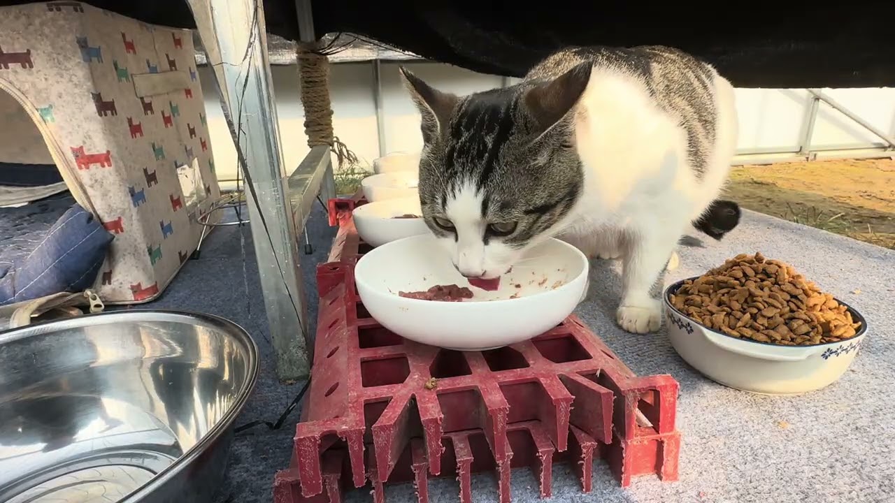 맛있는 것만 먹기
