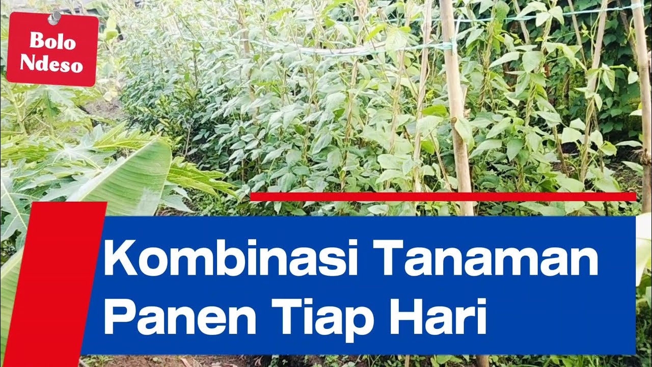 Kombinasi Tanaman bisa Panen tiap hari 