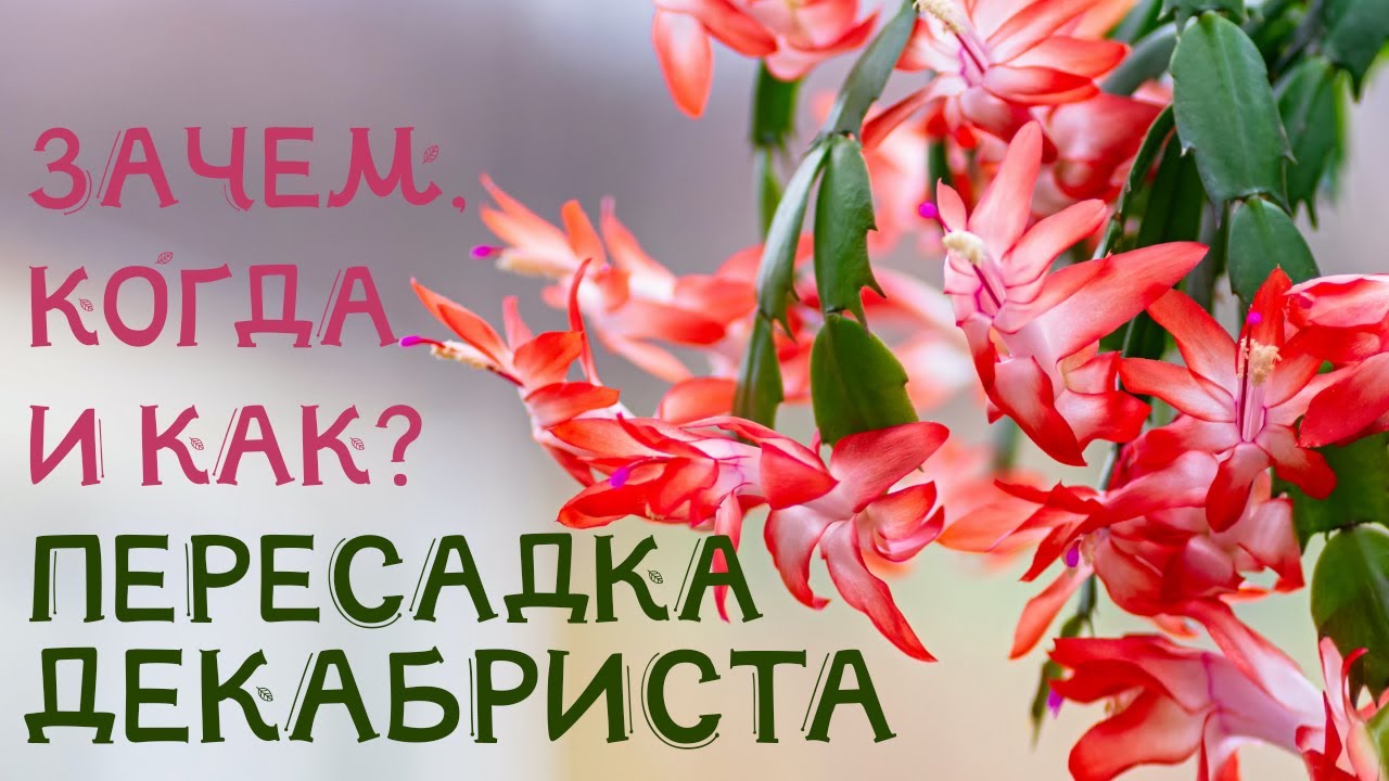 ПЕРЕСАДКА ДЕКАБРИСТА. КАК правильно, КОГДА и ЗАЧЕМ! ЦВЕТЕНИЕ ШЛЮМБЕРГЕРЫ гарантировано!
