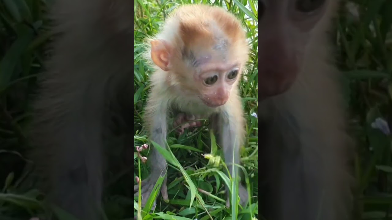 #monkey