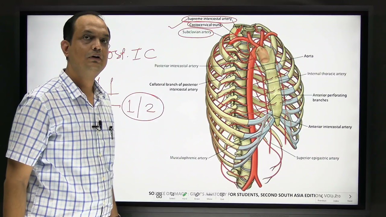 INTERCOSTAL ARTERY: Blood supply of chest wall