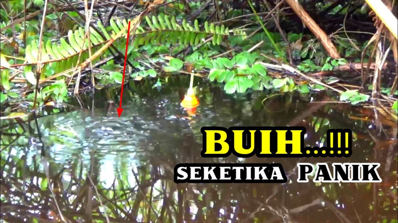 Hampir Pemancing Ini Di Buat Serangan Jantung Ulah Penghuni Rawa tua Ini