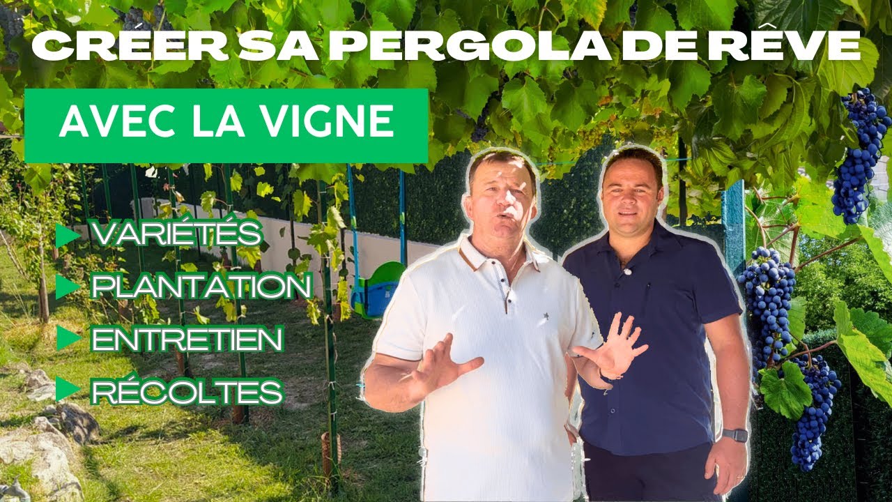 Créer sa pergola de rêve avec de la vigne : choix, taille, secrets d’entretien