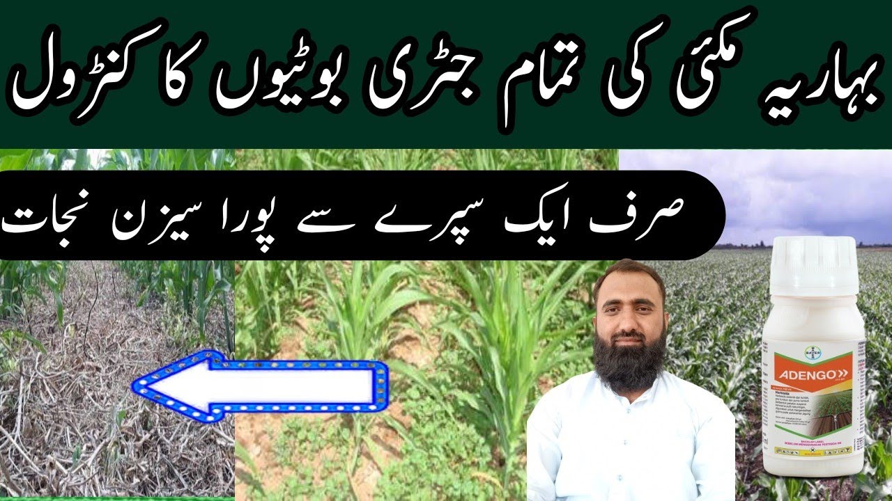 How to control weeds in spring maize || Adengo Xtra New Herbicide || Bilal Kanju Official