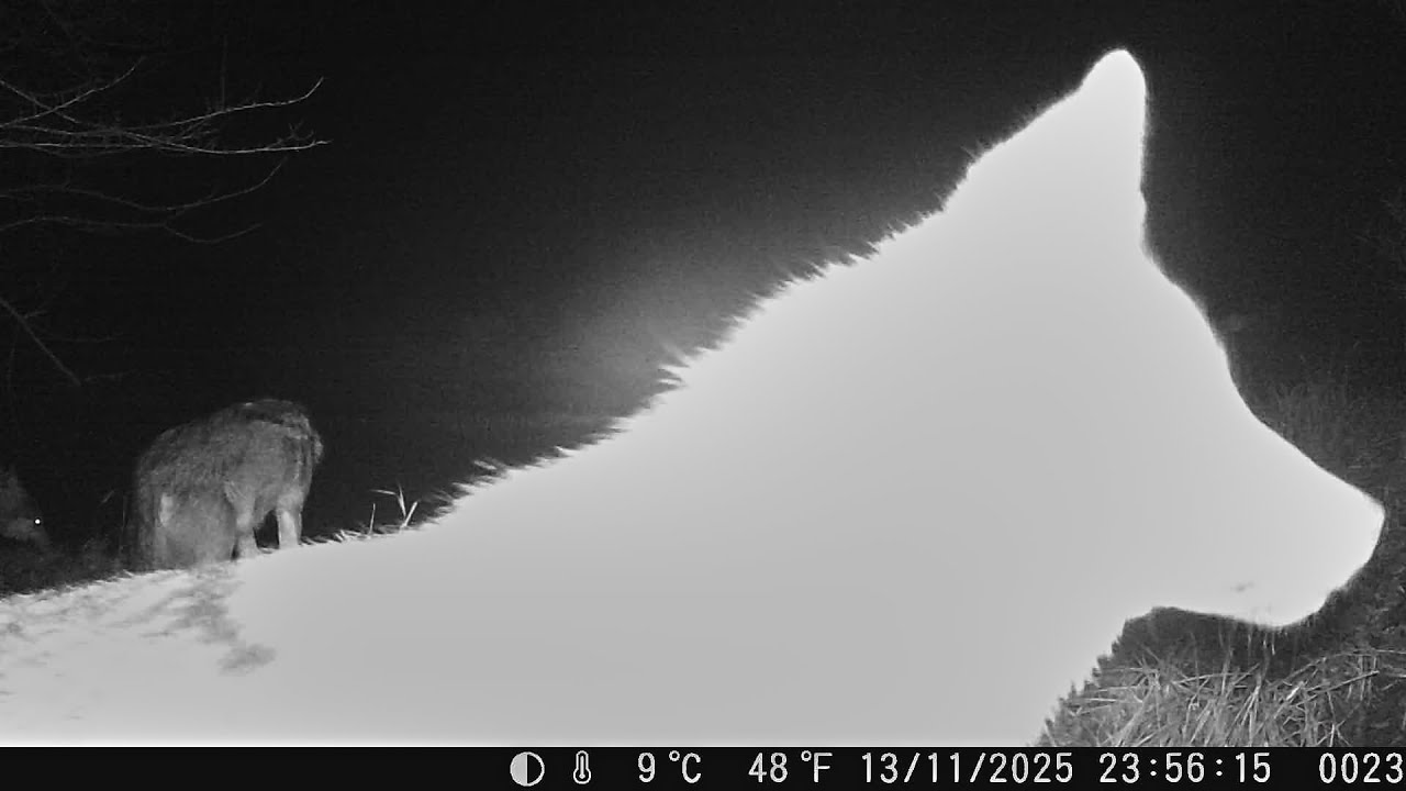 Wildkamera im Wilden Osten