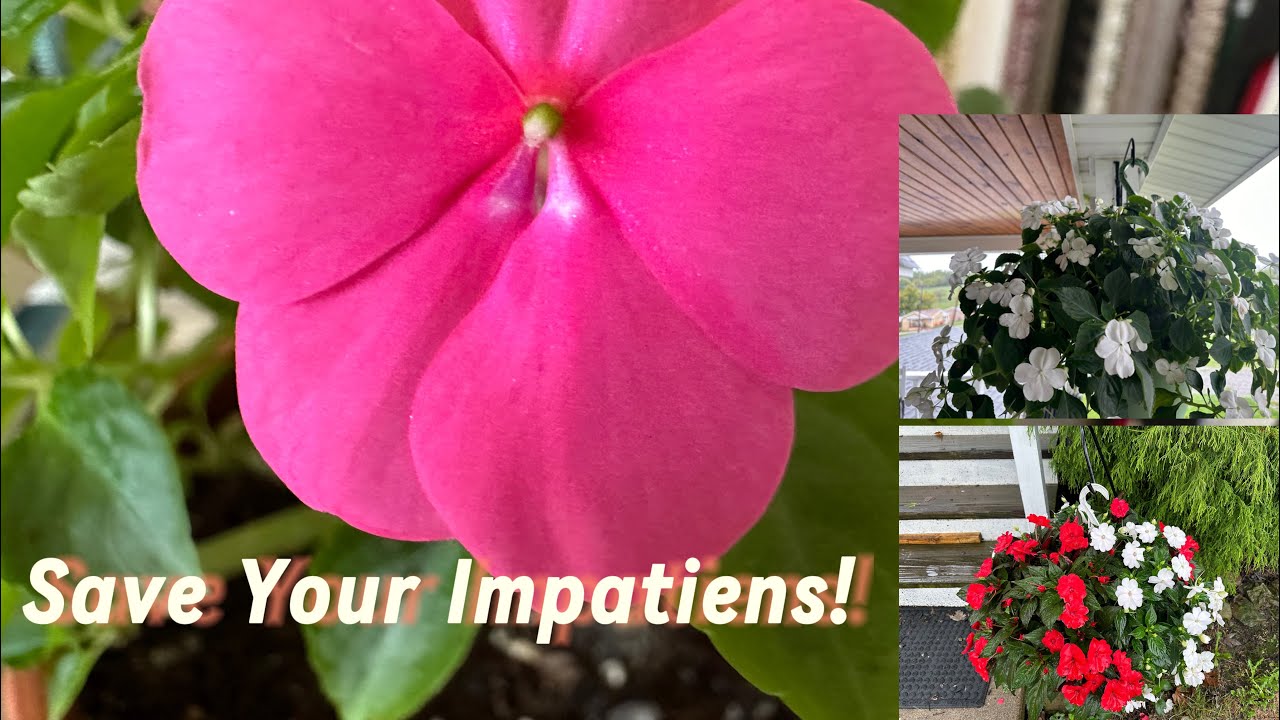 🌺❄️How to overwinter impatiens ❄️🌺