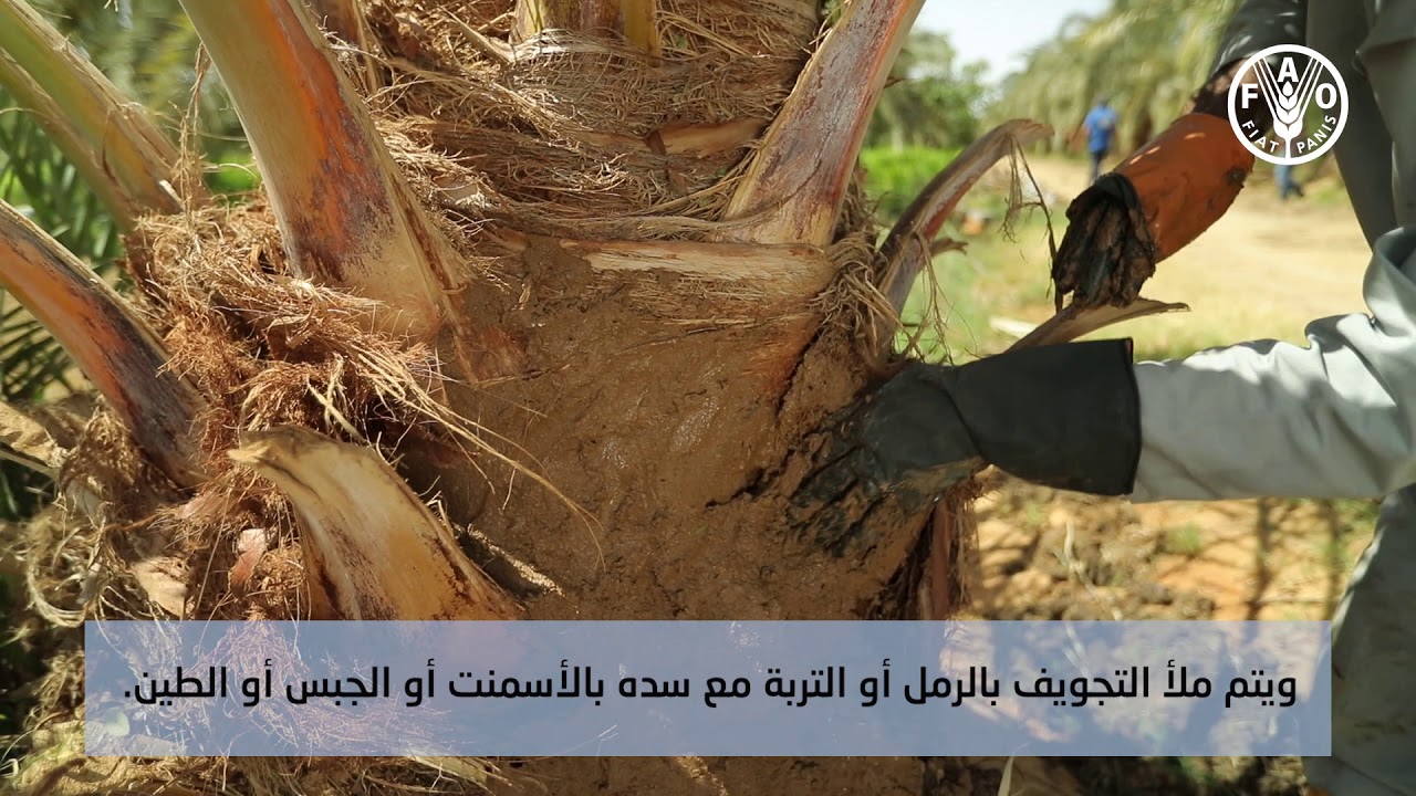 علاج الإصابات بسوسة النخيل الحمراء