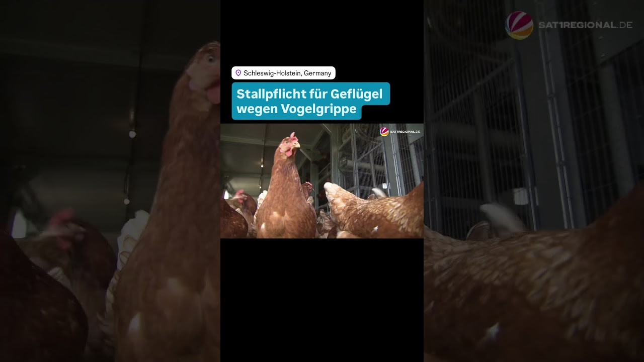 Vogelgrippe im Norden: Stallpflicht in Kreisen Schleswig-Holsteins #shorts #vogelgrippe #gefl&uuml;gel