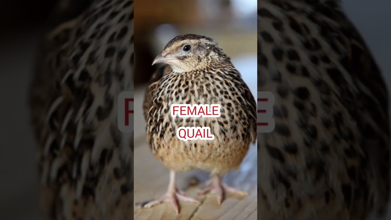female quail, Madi Batair ki kirak// #batair #bird #quailhunting #birdhunting #nature