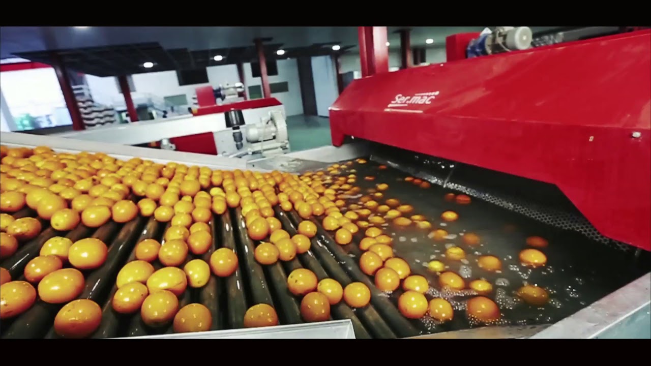 Citrus Washing, Waxing & Packing Machine Line