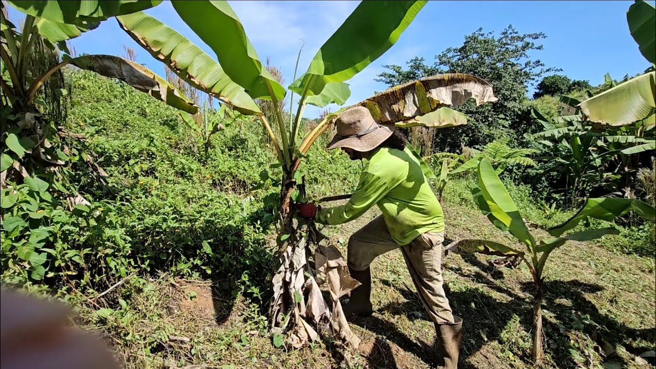Trabajando en la finca limpiando los Guineos Manzanos #guineo #guineoniño #guineomanzano #manzano