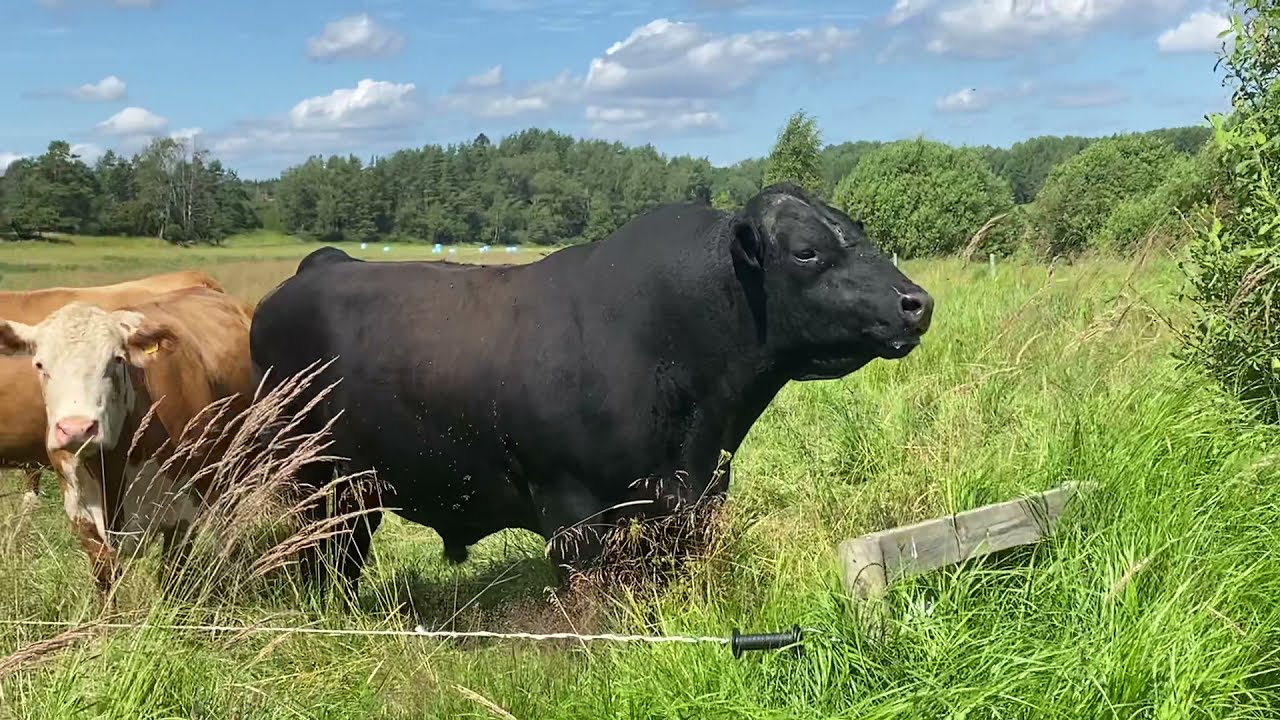 Bara en tjur som pratar förstånd med inkräktare på andra sidan vägen