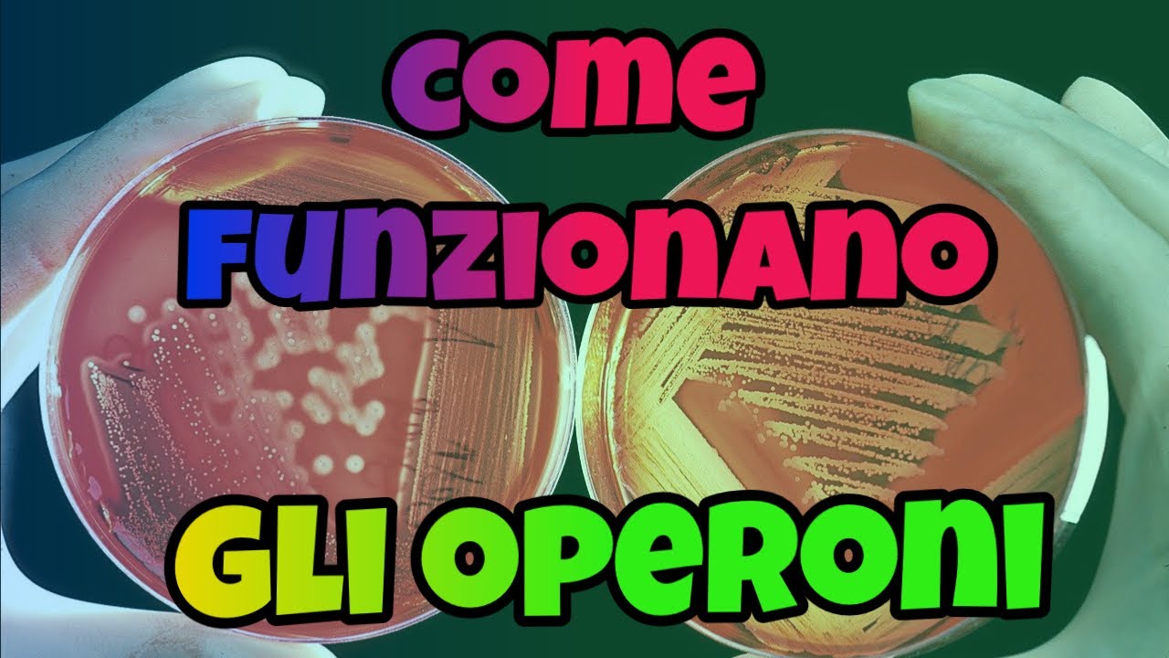 Come funzionano gli operoni