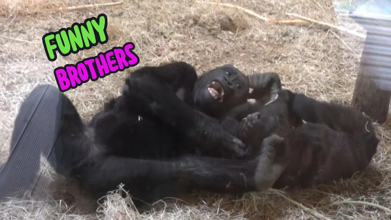 Wrestling games 😂😂💦| The Kidogo's Family