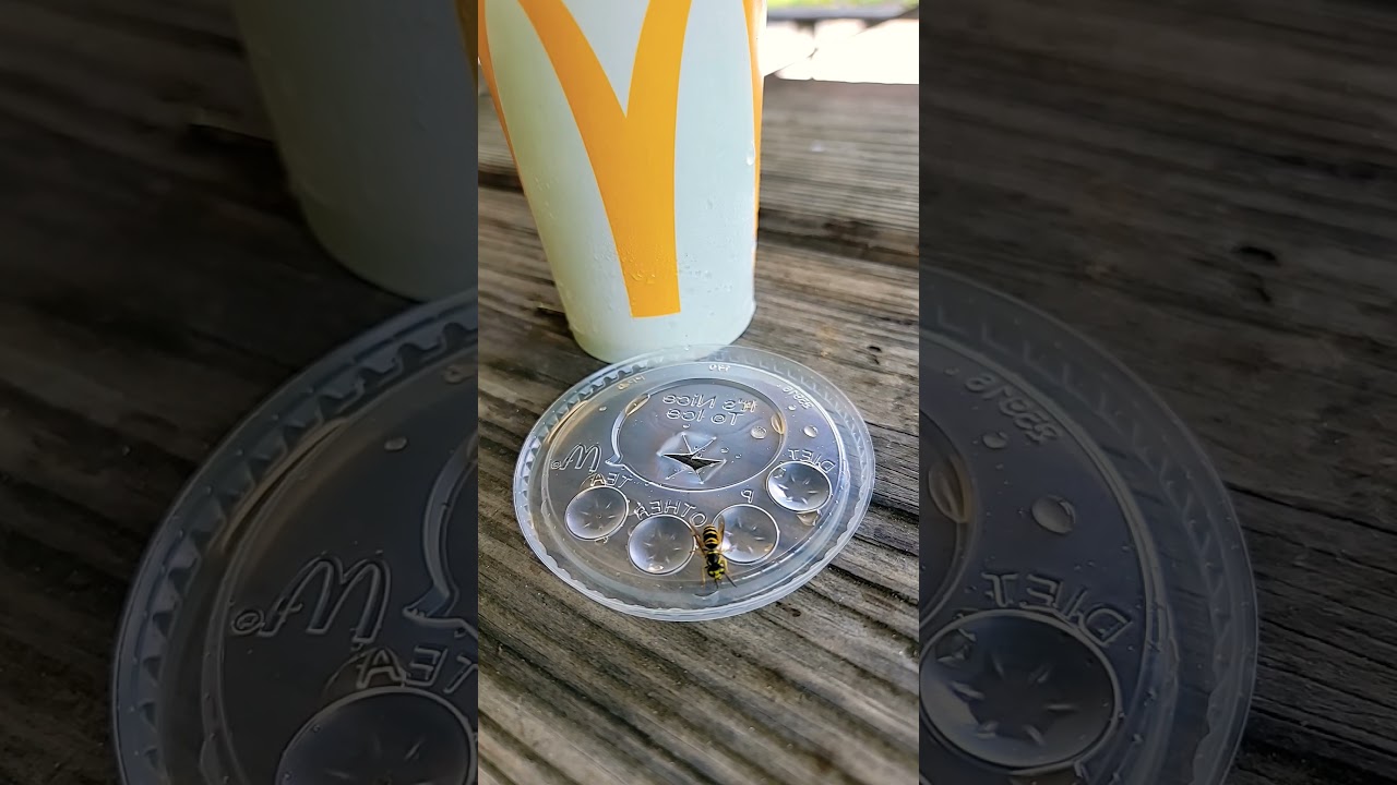 Sweet Nectar Bee kind #fountain #garden