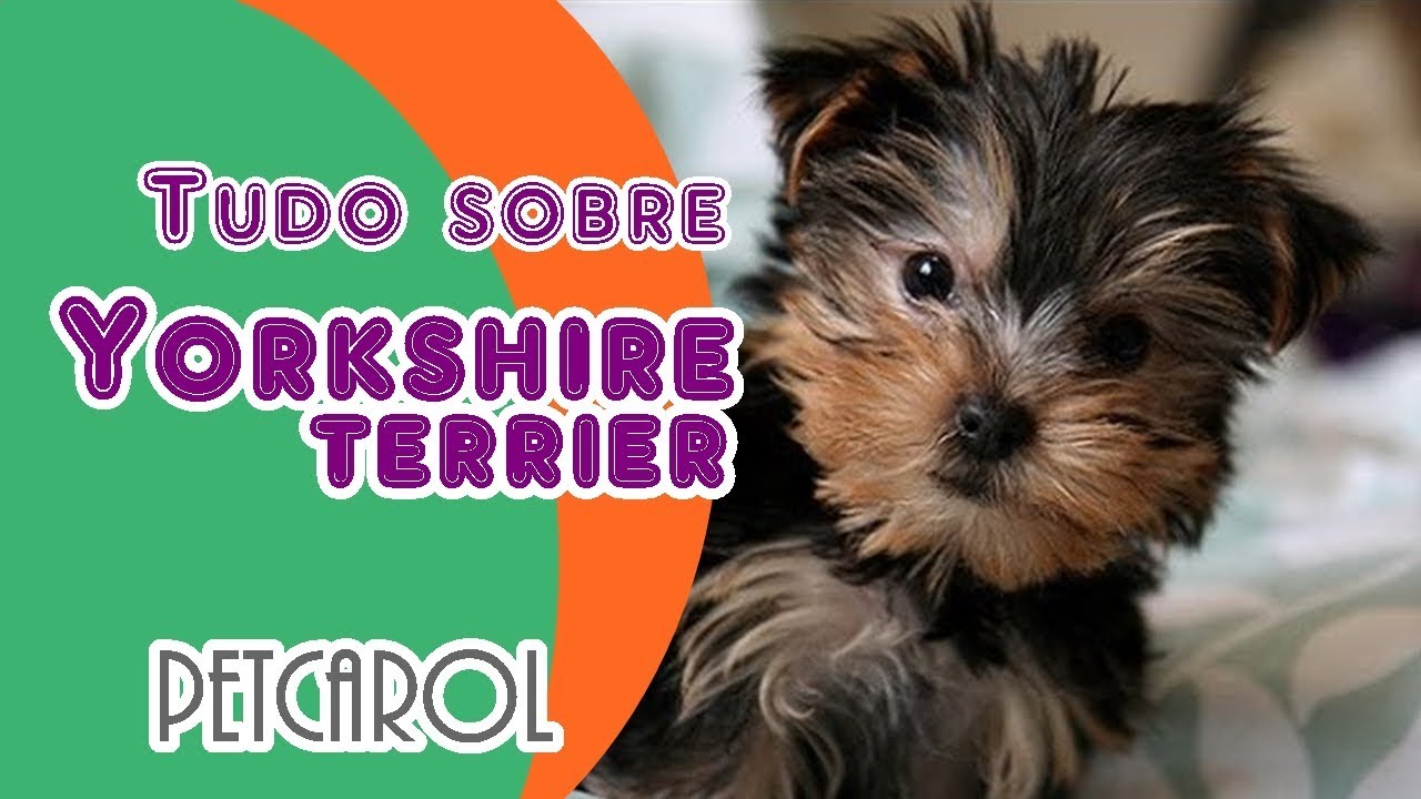 Tudo sobre Yorkshire VANTAGEM DE TER UM | Saiba tudo sobre a raça #petcarol