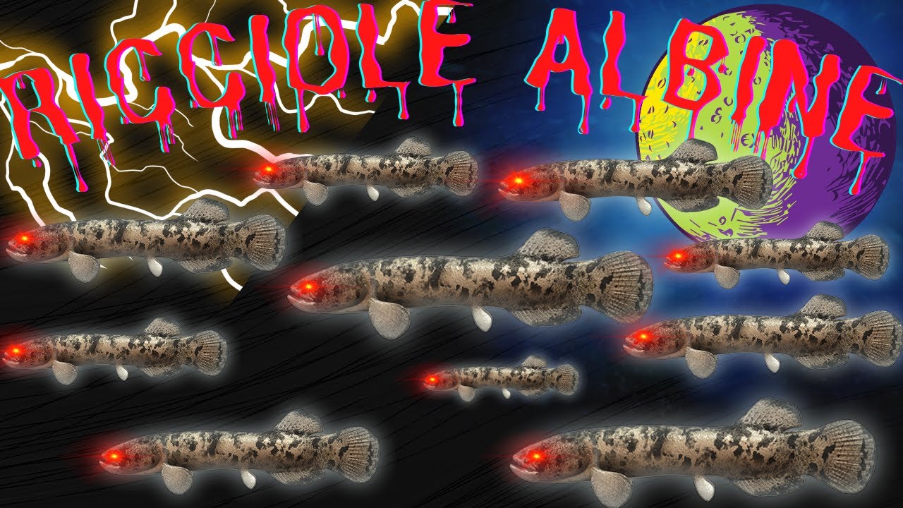 MONSTERS CATCH SERIES - RICCIOLE ALBINE