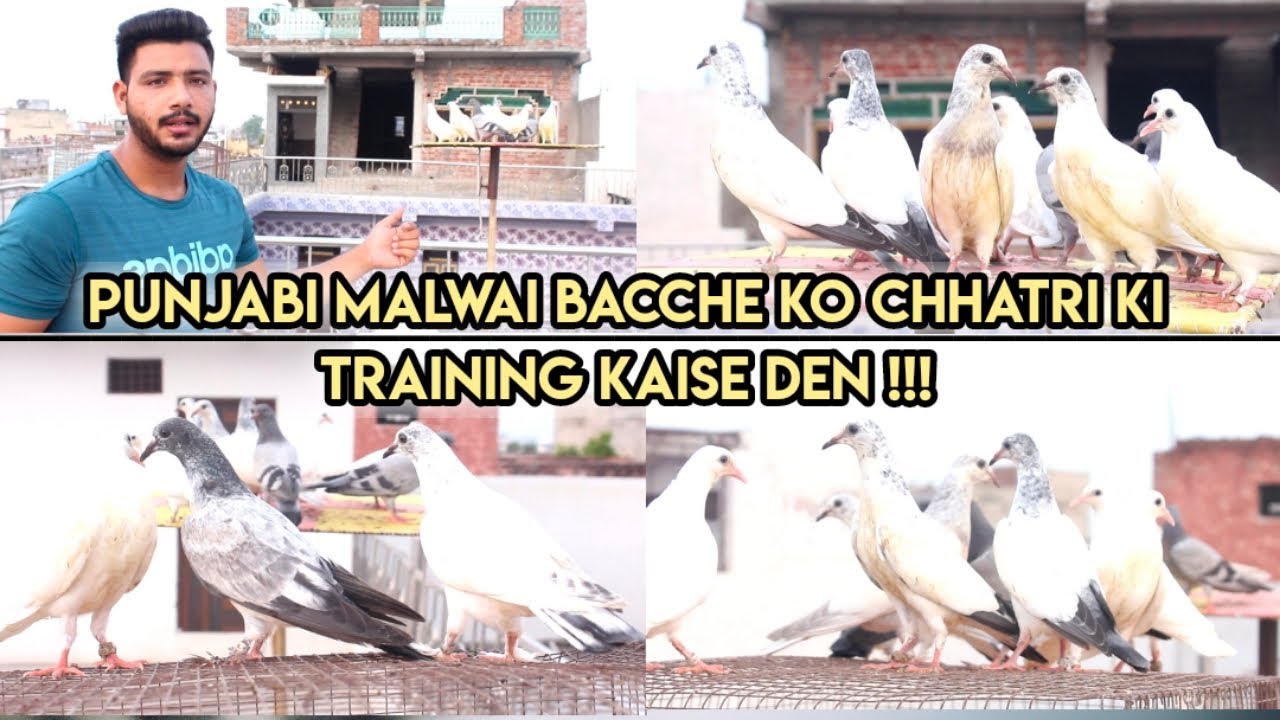 KABOOTAR KE BACCHE KO CHHATRI PER HILANE KA TARIKA ( KABOOTARBAZI )