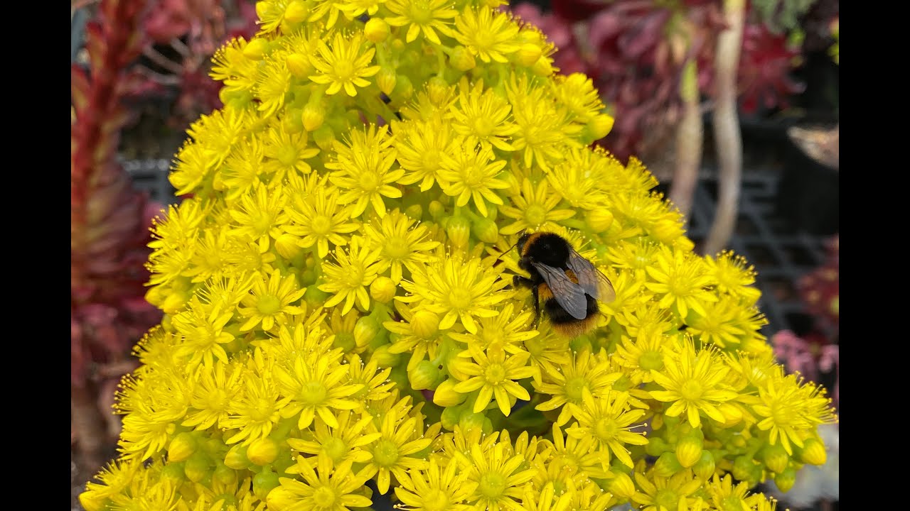 Virtual Chelsea show garden live on Instagram