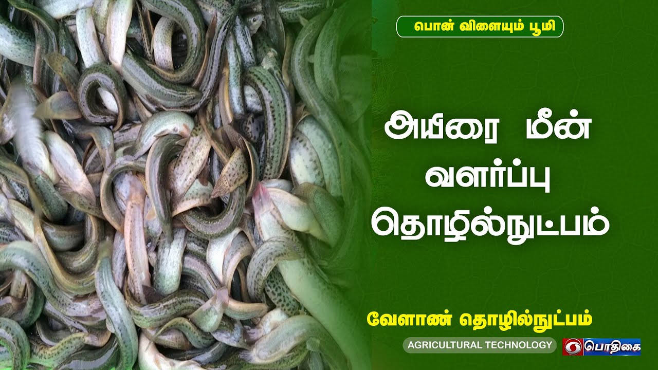 அயிரை மீன் வளர்ப்பு தொழில்நுட்பம் | Agricultural Technology