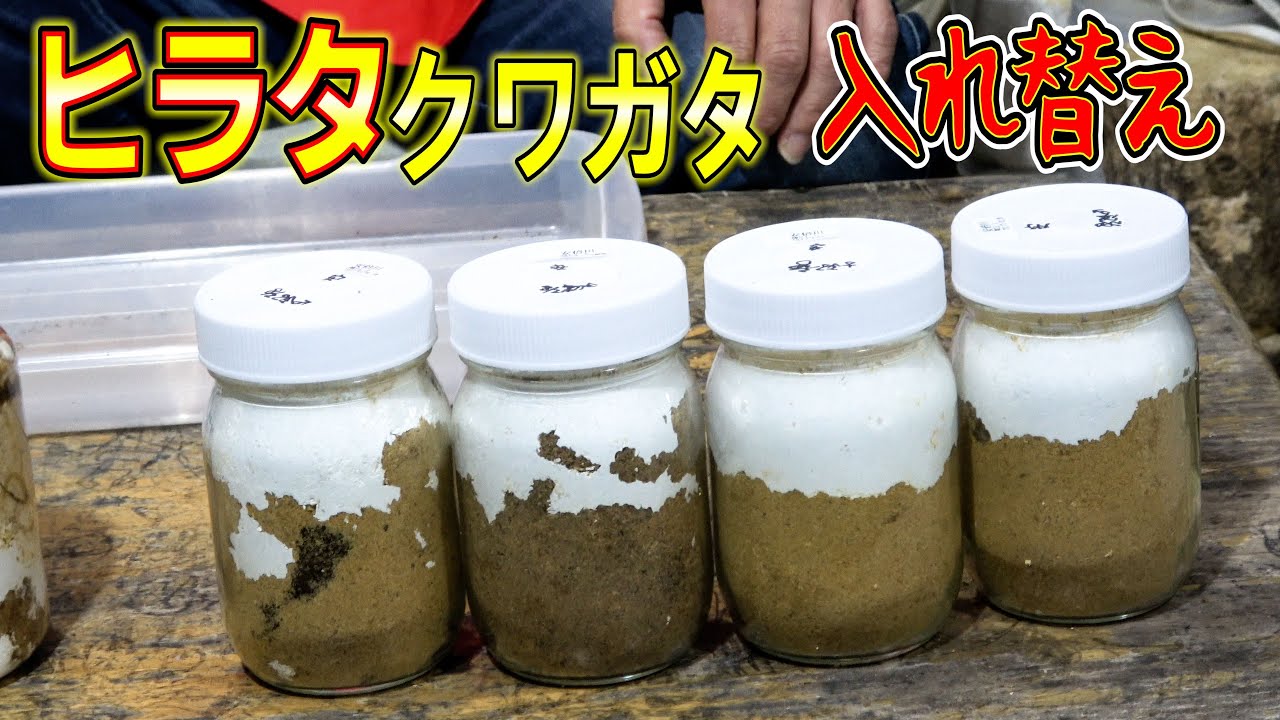 静岡県最大クラスの本土ヒラタから幼虫飼育します